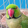 Green Parrot Talking
