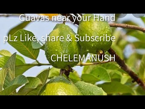 Amazing Guava tree //almost guavas touch the soil//
