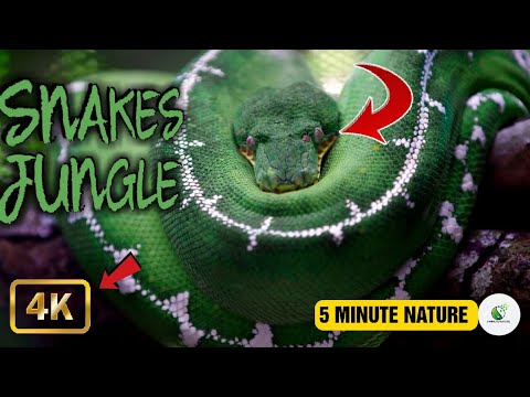 SNAKES ON JUNGLE VIEW?⚕️. #Short, #5minutenature, #YoutubeShorts.