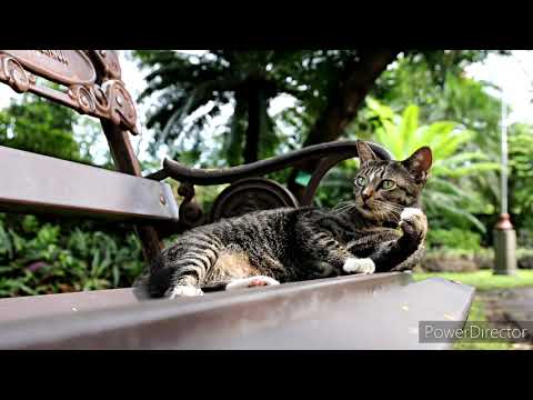 #Animal Lover || Cute cat's || Domestic Cute Cat's ????1234