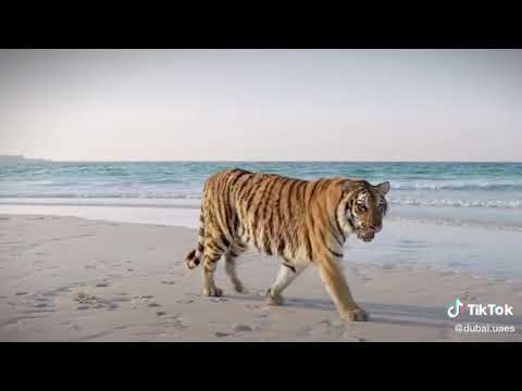 Dubai tiger #short