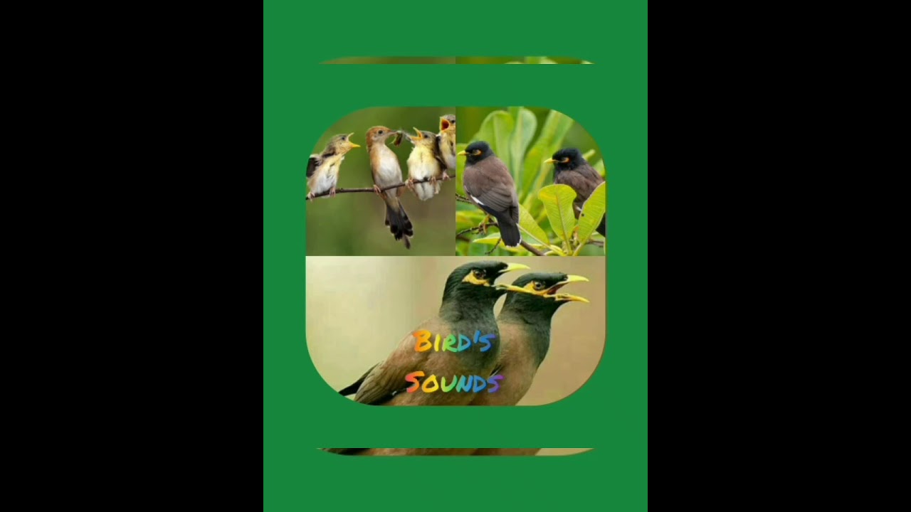 Mayna Birds sounds |#natural_music #Birds_Songs|