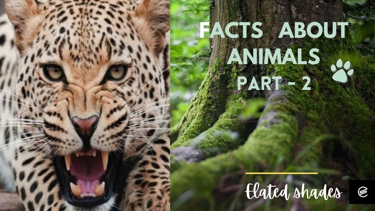 Facts about animals - Part 2 | elated shades