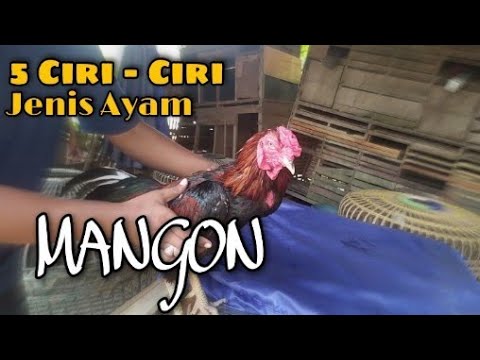 Ciri - Ciri Jenis Ayam Bangkok Mangon | Bonex Farm