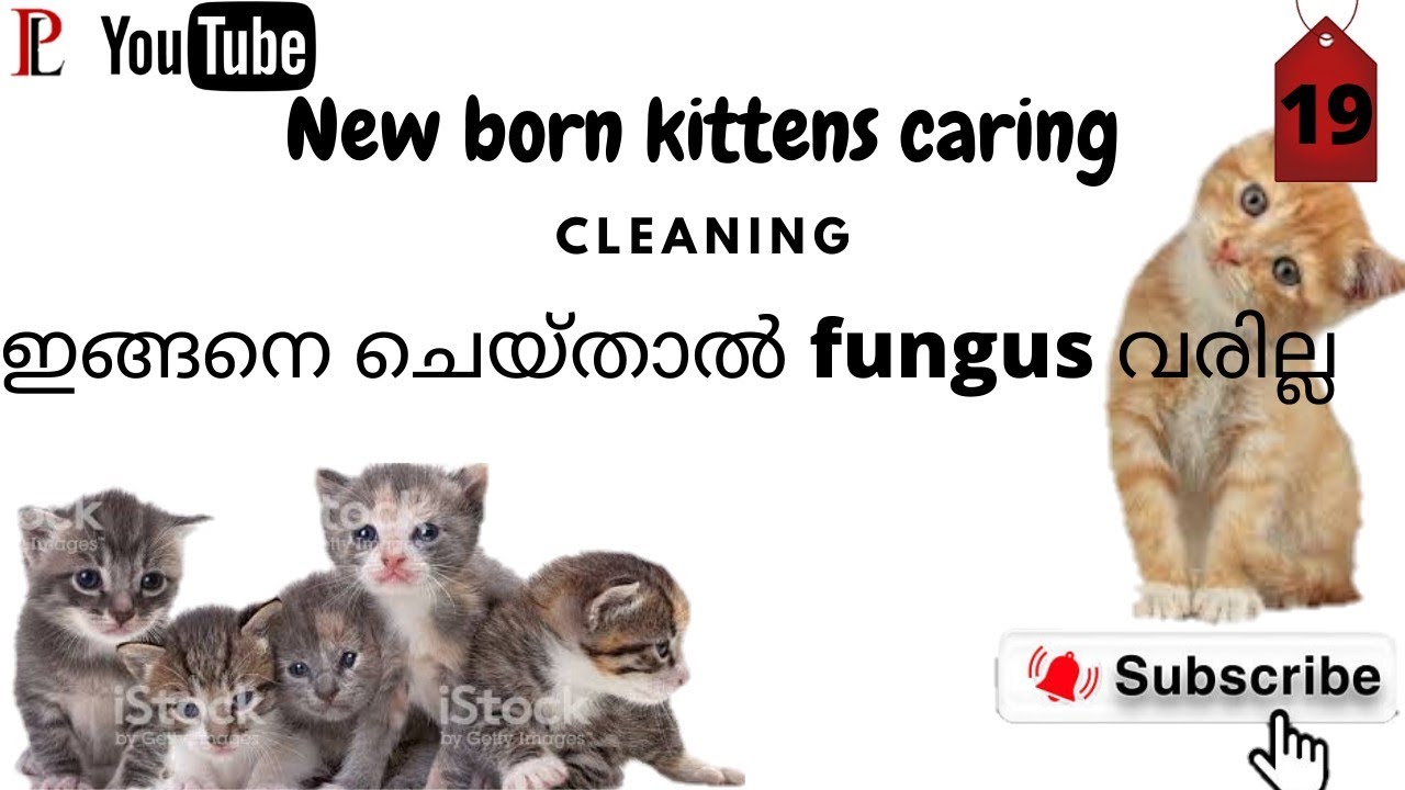 NEW BORN KITTENS|SHELTTER|CARING|CAGE|CLEANING|MALAYALAM