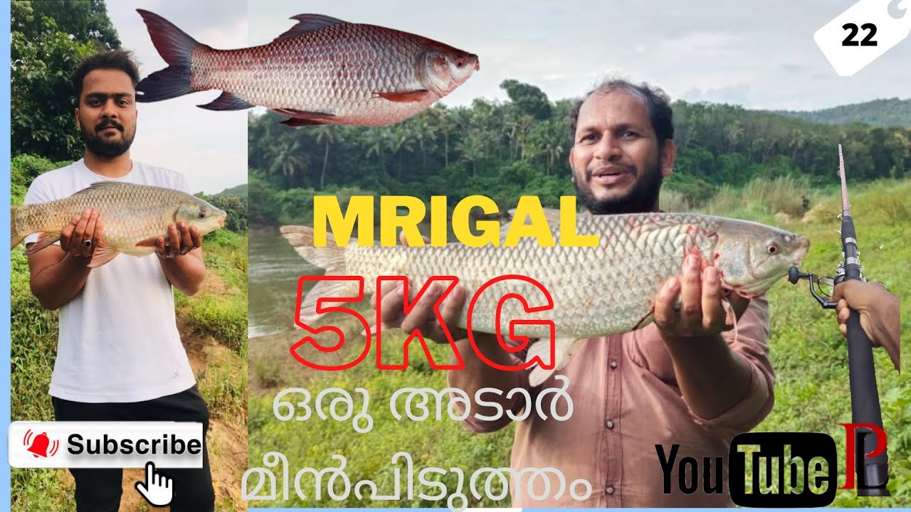 FISHING|MRIGAL|5KG|FOR FIRST TIME|MALAYALAM|PACHIZLAB|