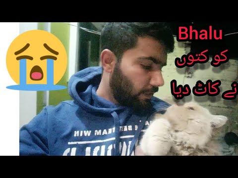 Humare Bhalu ko Kutu ne Kat Dia | Dog Bite My Cat Bhalu | Kashmir Aviary