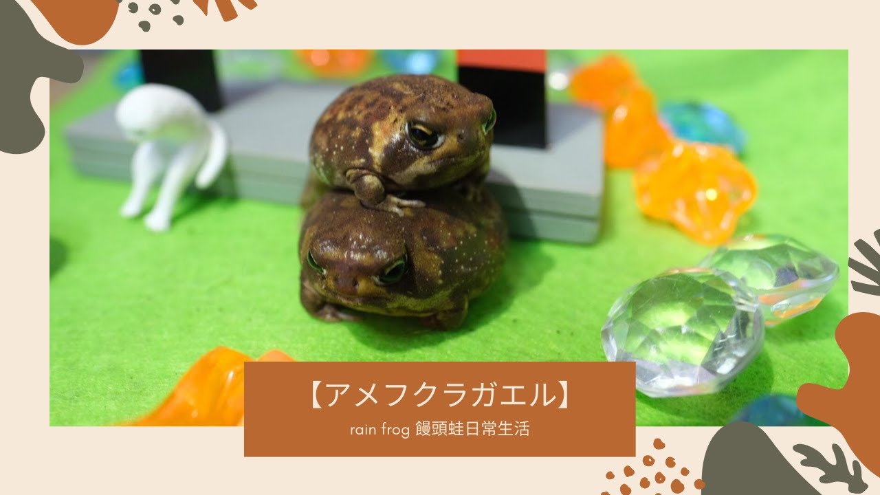 【アメフクラガエル】rain frog 饅頭蛙