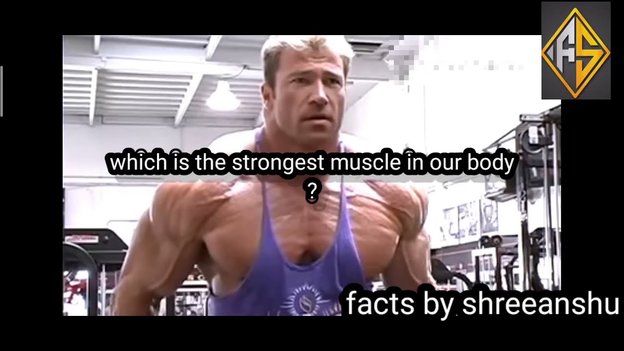 which is the strongest muscle in your body??