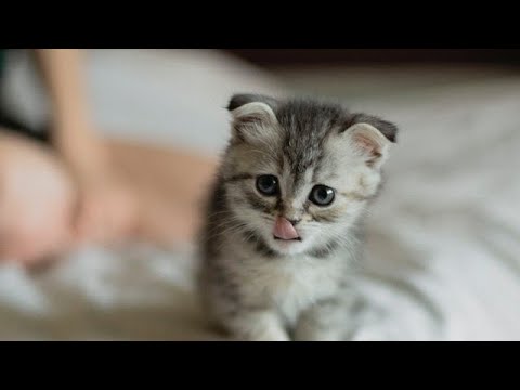 #animals #cutepets #cats #aww #funnydog AWW So Cute|| Cute funny animals video compilation|Cats Dogs
