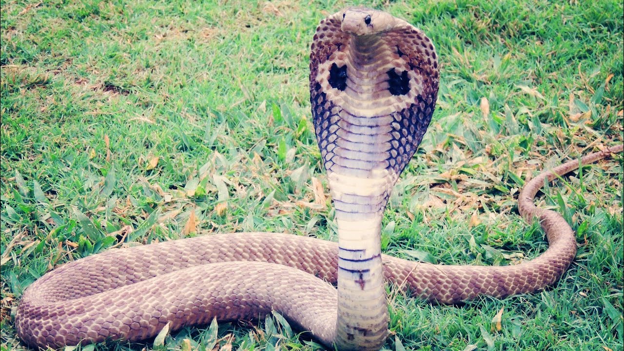 snake ❤️