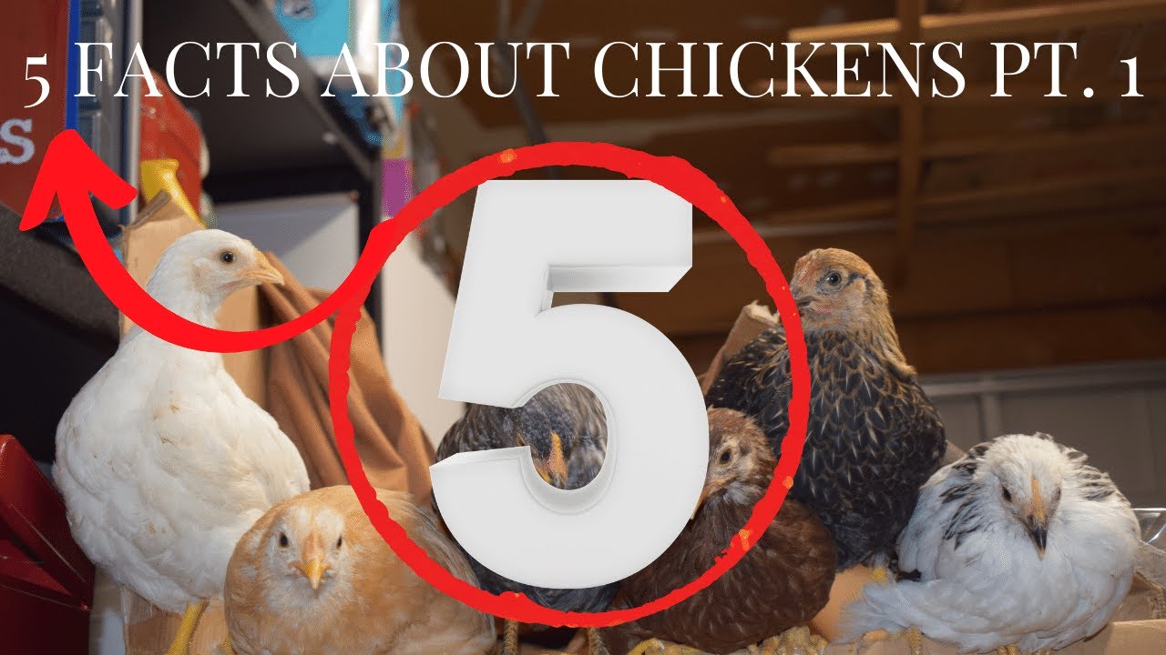 5 Facts About Chickens That You Need To Know Pt  1