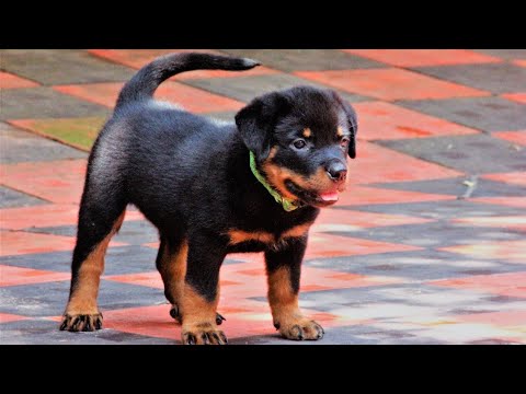 Rottweiler puppy for sale trivandrum
