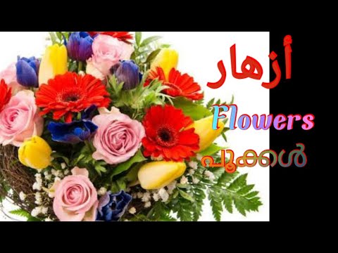 Flowers Name in Arabic English And Malayalam/أزهار/ പൂക്കൾ/