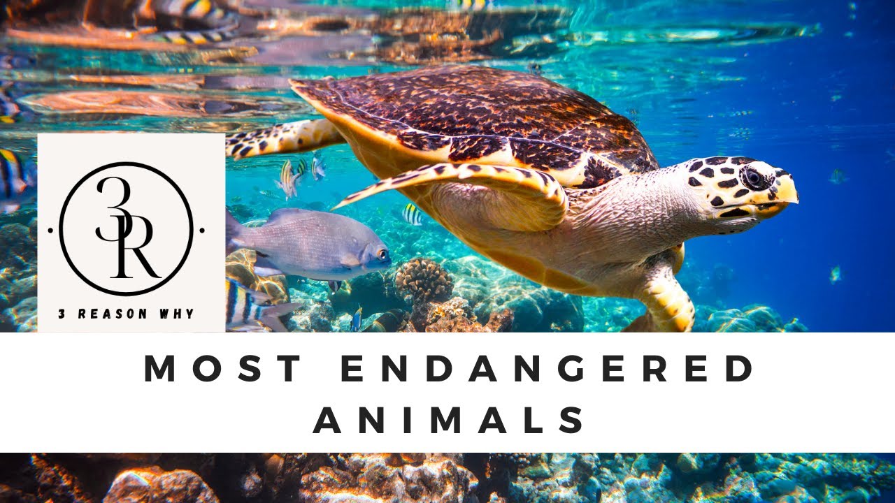 Three most endangered animals