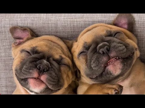 BEST OF Funniest Dogs Videos 2021 - Life is better with Dogs || All types of video