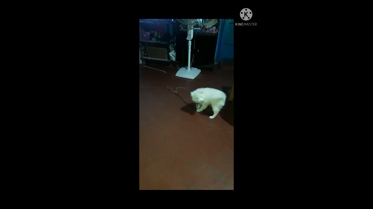 Desi Puppy Playing Video. #shorts .Desi Zoo.