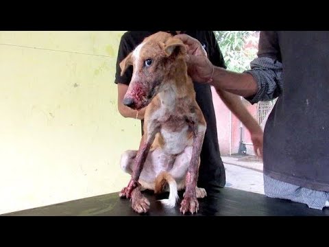 Rescue Street Dog Poor Homeless | Dog dying on the streets rescued just in time! #youtube #doglover