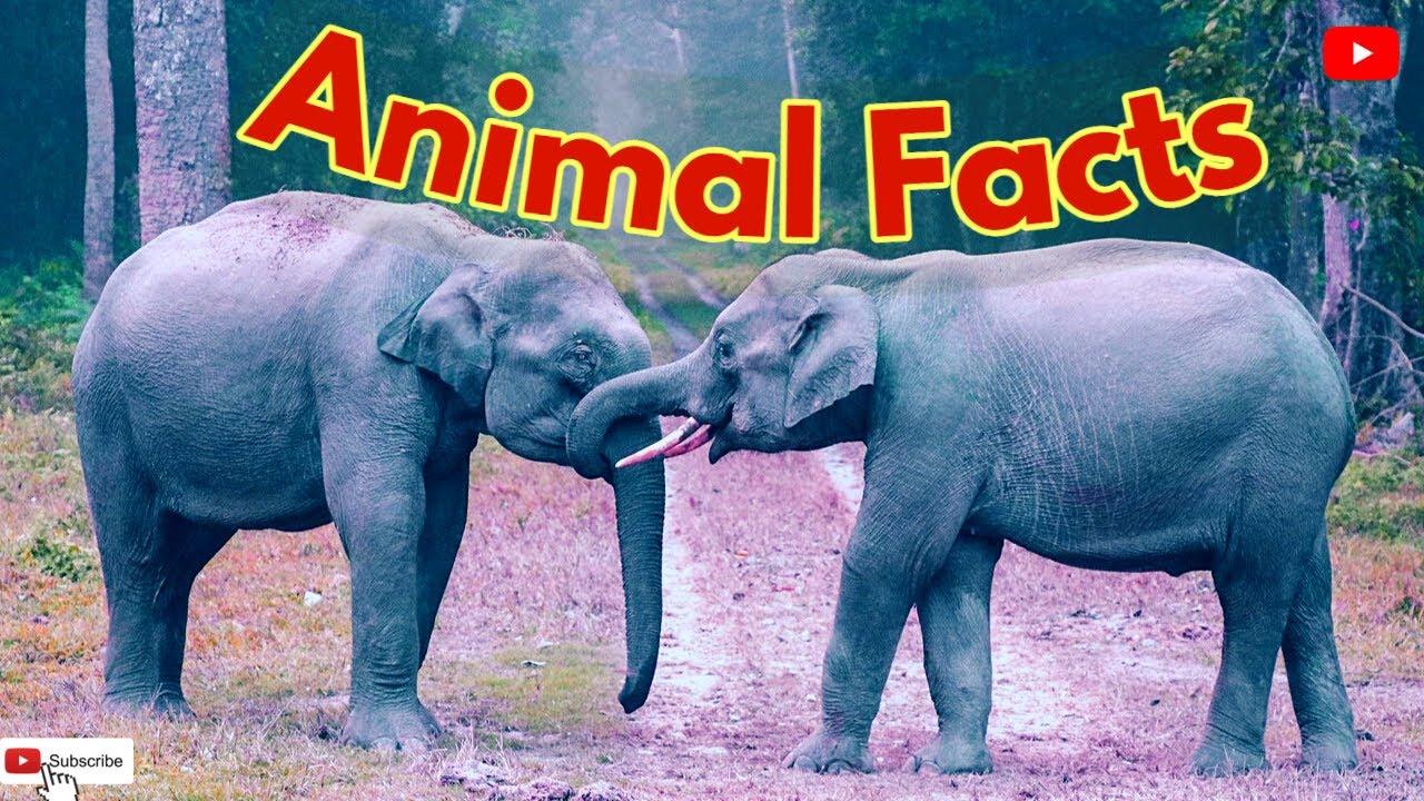 Amazing Animal Facts || True Facts