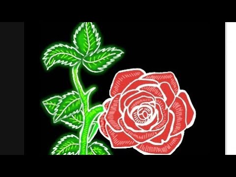 Best rose drawing