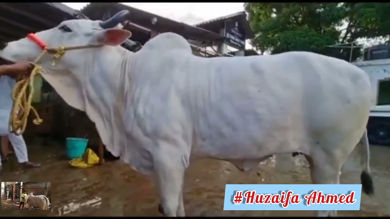 Beautiful Cow from AR - RAB DAIRY FARM ❤️ ||HUZAIFA AHMED ❤️||