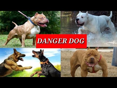 MOST DENGEROUS DOG'S IN THE WORLD||ANIMALS||#4