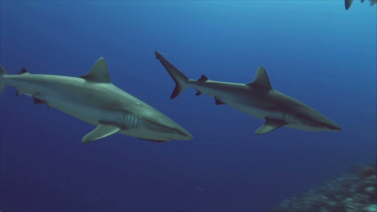 shark beautiful video | shark video real life Lucky Like