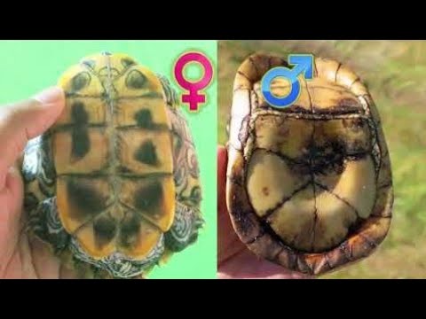 How to determine your turtle is boy or girl #turtle