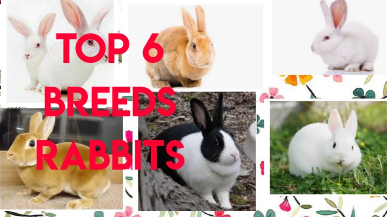 #Top 6 Breeds Rabbits?#Top6 best Rabbits in India #2021 #Rabbits