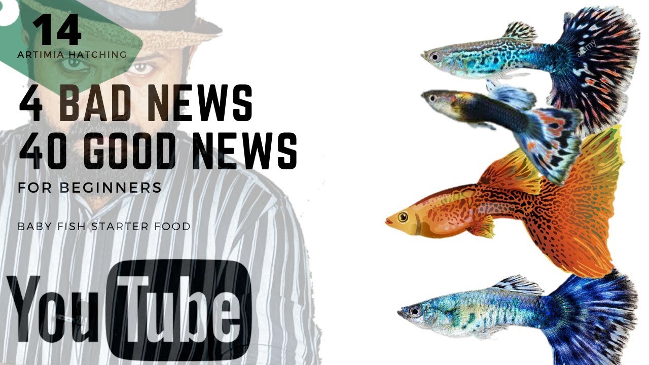 4 BAD NEWS & 40 GOOD NEWS|FISH FRIES STARTER FOOD|ARTIMEA|PREGNANT GUPPY|BREEDING CAGE.