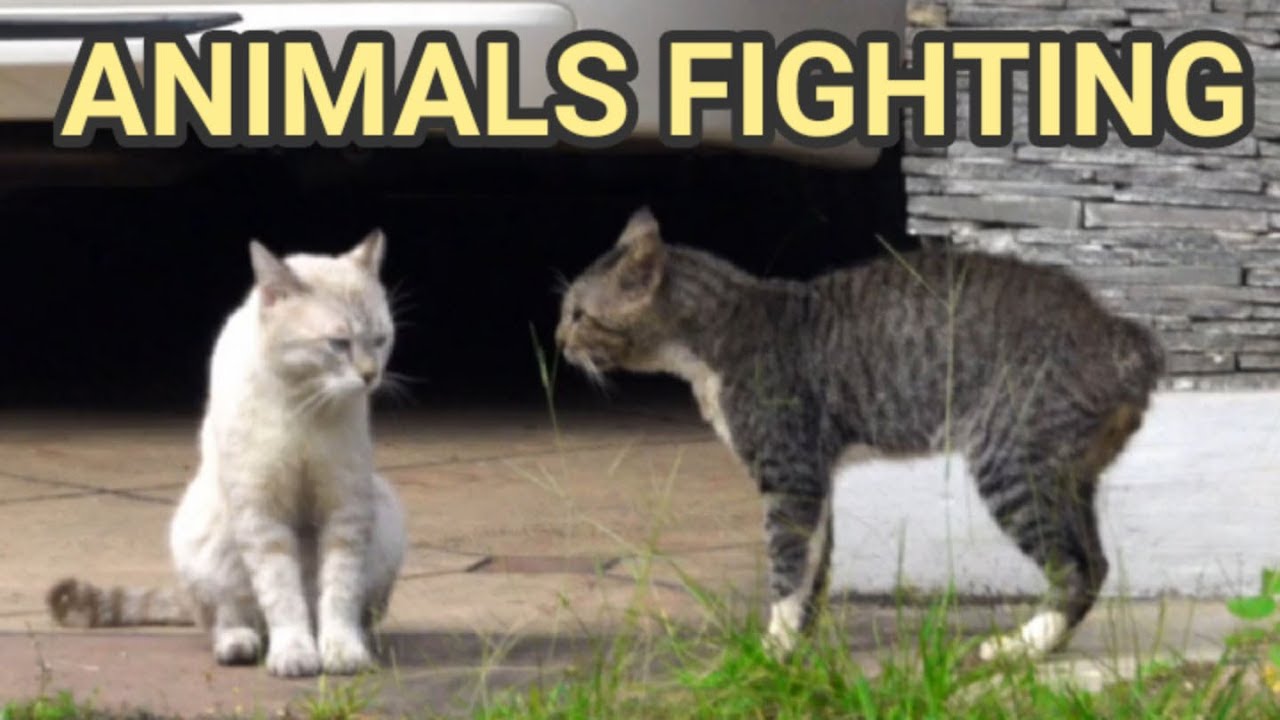 Animal Fighter of Cute Moment