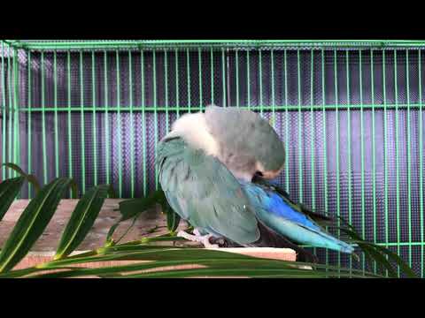 Beautiful parrot eating grass in the cage ❤️❤️❤️?