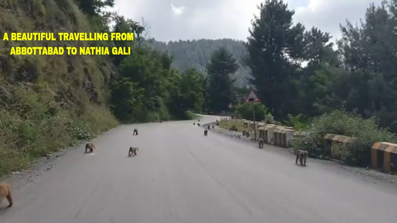 Galyat Tour - 2021: A Beautiful Journey From Abbottabad To Nathia Gali| Happy Trip & Tour