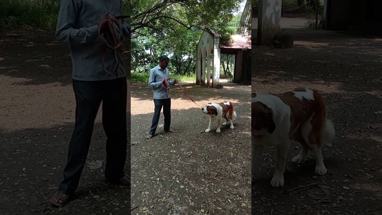 Dog training Satara