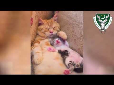 Most Cute Cats in world || Best Funny Cat Videos 2021 # 1