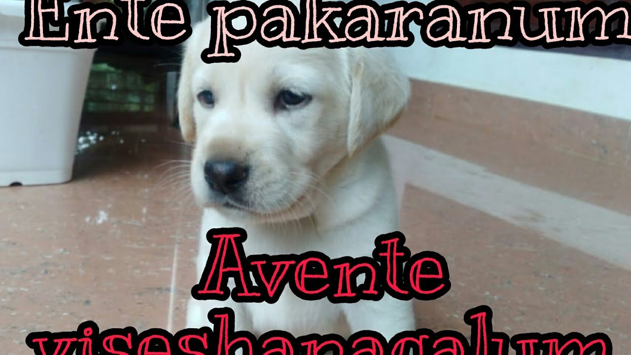 my dog and avente viseshangalum malayalam/by master world of J