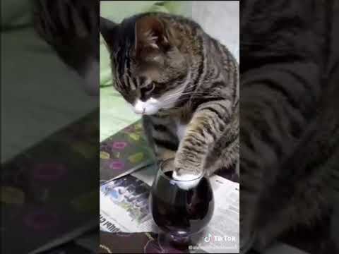 बिल्ली  ने पि है शराब comedy clip????