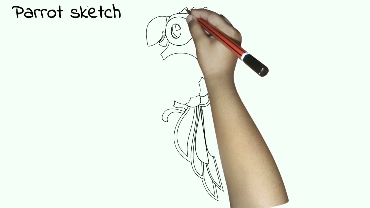 how to draw parrot step by step | how to draw a parrot | drawing parrot | parrot drawing