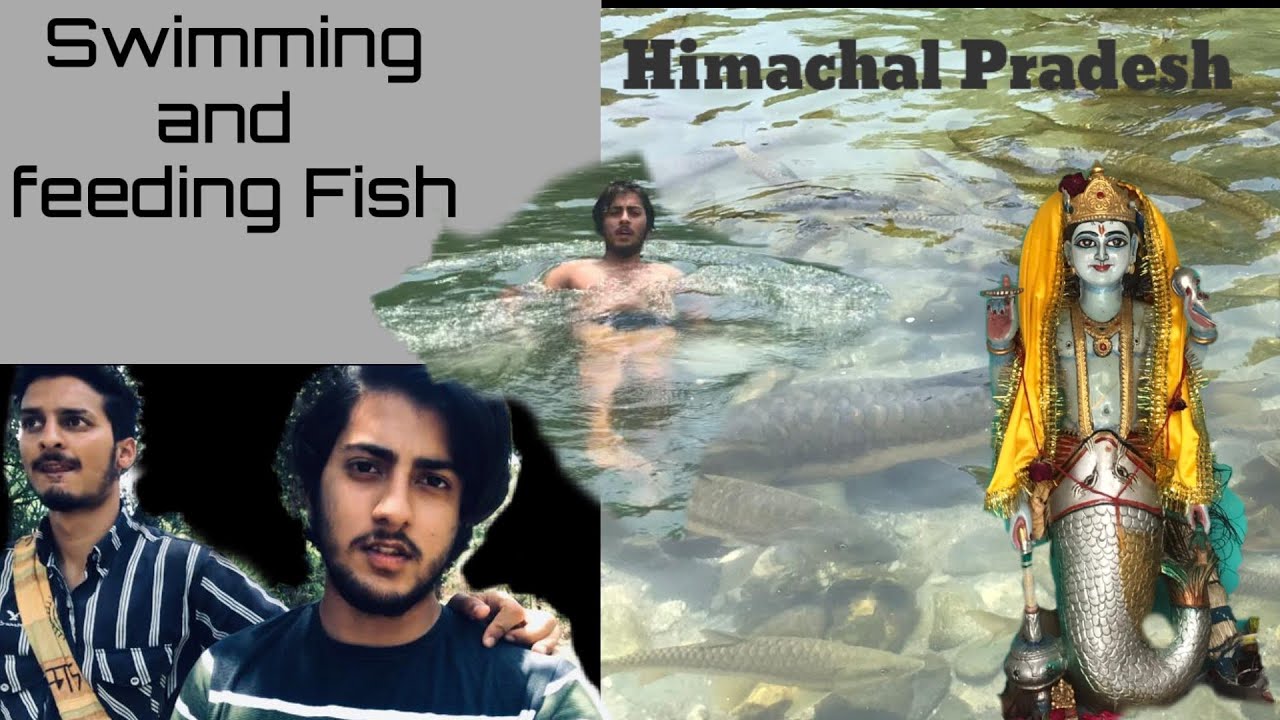 Swimming and Feeding Fishes || Himachal Pradesh || Joginder Nagar || Shanik Vlogs