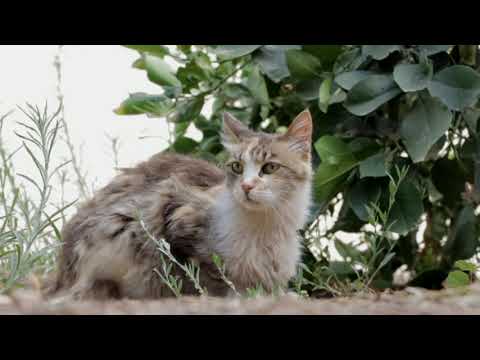 |cute cat| cat nature animals outdoor|