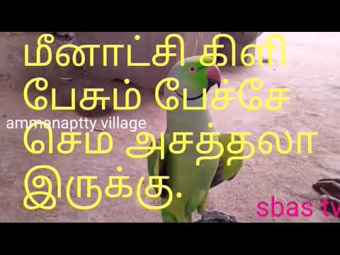 Parrot too much talking in tamil