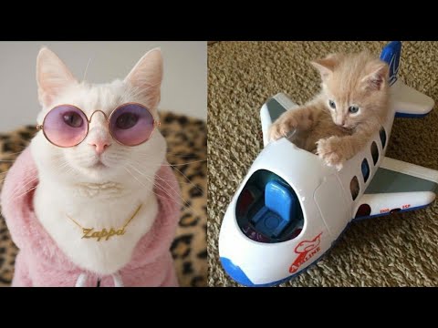 Funny Cat Playing With Toys || Funny Cat and Dog Toy Reaction Compilation || AFG Animal