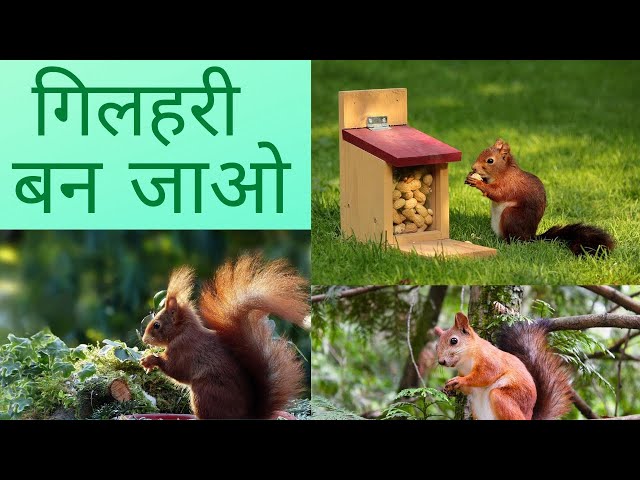 एक गिलहरी / By Pradeep Paarasmani / BE A SQUIRREL ( GILEHRI BANO ) / GOOD DEEDS / DO GOOD BE GOOD