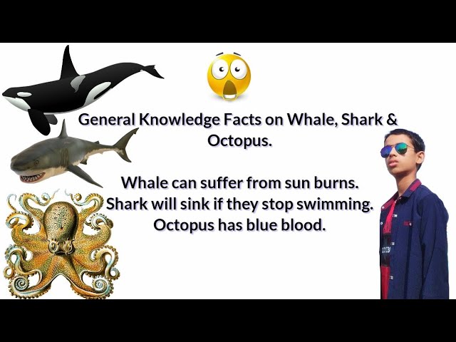 General Knowledge Facts on Whale, Shark & Octopus.