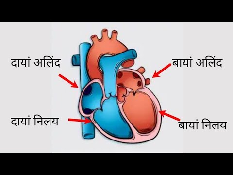 मानव ह्रदय (Human heart)