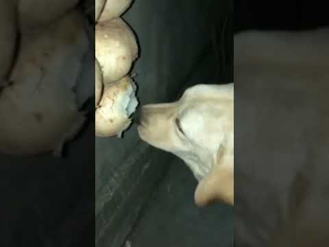 ASMR Dog Eating | Satisfying Video #Shorts