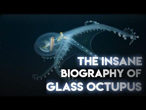 Glass Octopus Captured in Rare Footage By Underwater Robot | Glass Octupus | Facts Pedia