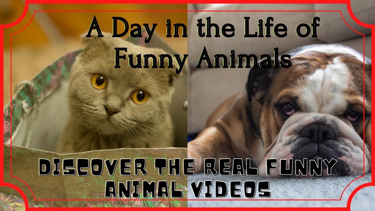 Funny Animal Videos | try not to laugh | A Day in the Life of Funny Animals  #animalkingdom2.0