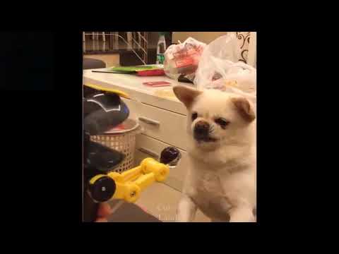 Cute And Funny Pets | Try Not To Laugh To These Pets Compilation #7 Cutest Lands