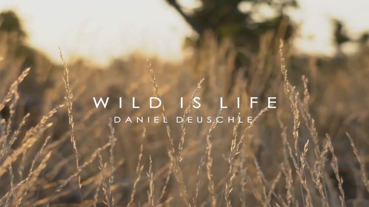 Wild Is Life , 4k Experience (Wild Animals ❤️ Nature)